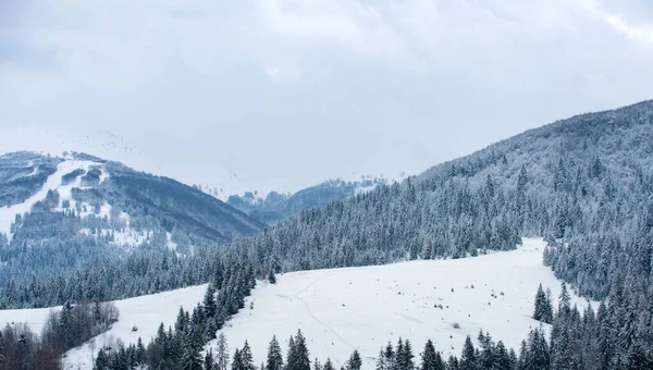 Paisaje invernal con árboles cubiertos de heladas nevadas. Paisajes en invierno. Mañana helada en el bosque. —  Fotos de Stock