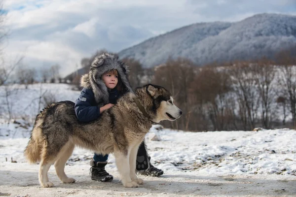 Boldog fiú husky kutya szórakozás télen szabadban. — Stock Fotó