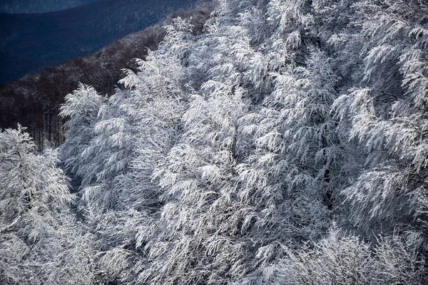 精彩的圣诞场景。冬日的圣诞森林，雪地连绵，树木连绵. — 图库照片