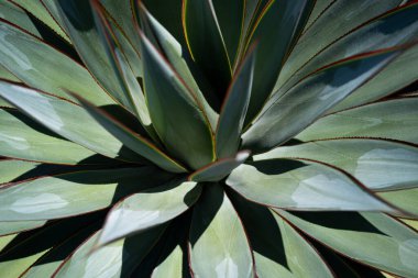 Agave. Çöl sırtında kaktüs, kaktüs ya da kaktaceae deseni. Agave kaktüsü.
