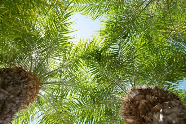 Coconut palmer grön konsistens bakgrund. Tropiska palmer kokosnötsträd på himlen, natur bakgrund. Tropiska trädens utformning. — Stockfoto