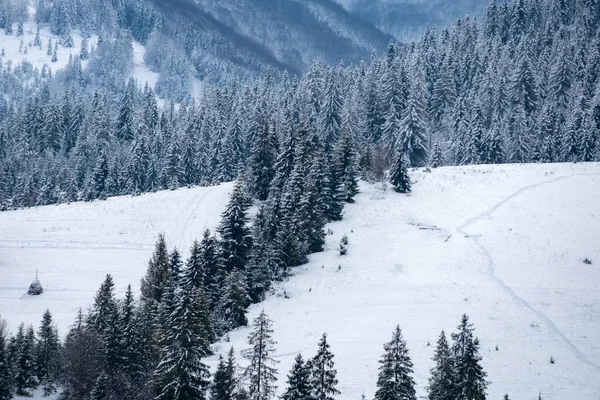 Escena de invierno con bosque nevado. Invierno Navidad paisaje fondo con nieve. Fondo de pantalla de Año Nuevo. —  Fotos de Stock