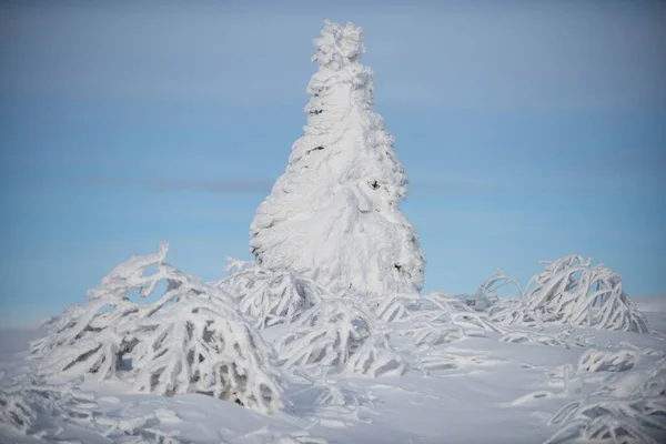 Sosna pokryta śniegiem, choinka. Zimowa natura do projektowania. Zimowy las Bożego Narodzenia z opadającym śniegiem i drzewami. — Zdjęcie stockowe