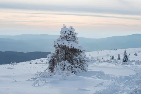 Landschaft im Winter. Winterlandschaft mit Bäumen, die mit Raureif bedeckt sind. — Stockfoto