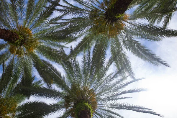 Palmer bakgrund på sol ljus himmel. Tropiska palm kokosnötsträd på himlen, natur bakgrund. — Stockfoto