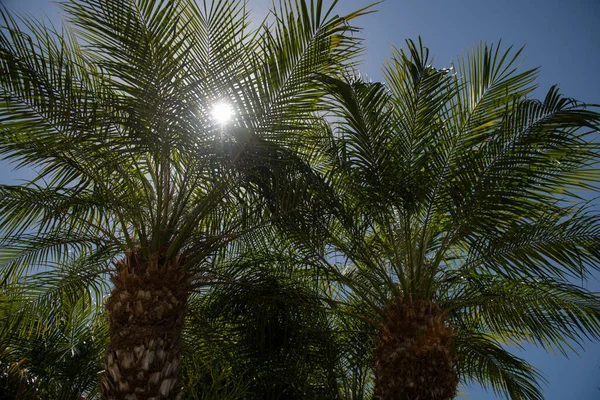 Kokospalmer, vacker tropisk konsistens med solljus på himlen abstrakt bakgrund. Palmtropiskt mönster. — Stockfoto
