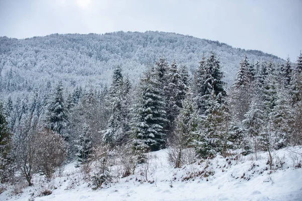 Zimowy las Bożego Narodzenia z opadającym śniegiem i drzewami. Śnieg stchórzył sosny, zimowe tło. Zimne i śnieżne góry zimowe. — Zdjęcie stockowe