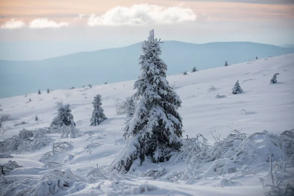 Naturaleza de invierno para el diseño. Árboles cubiertos de nieve en las montañas en el paisaje de invierno. Fondo del bosque de invierno. —  Fotos de Stock