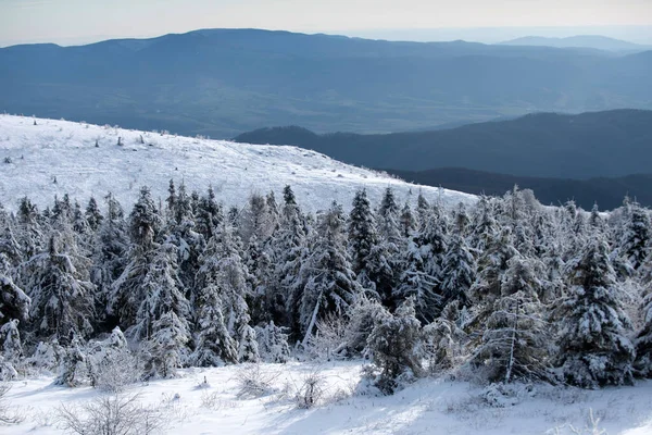 Manhã gelada na floresta. Paisagem de inverno, cena invernal de árvores geladas no fundo nebuloso nevado nevado. — Fotografia de Stock