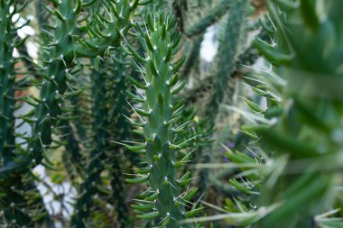 Kaktüs sırtı, kaktüs tasarımı ya da kaktaceae deseni.