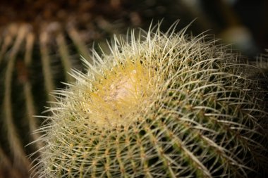 Kaktüs sırtı, kaktüs tasarımı ya da kaktaceae deseni.