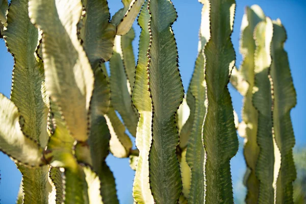 Cactus in desert on sky backdround, cacti or cactaceae pattern. Cactus spiked. — Stock Photo, Image