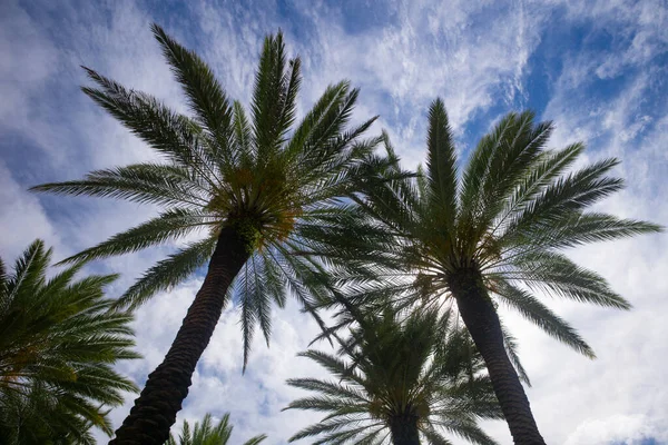 Avuç içi avuçlar güneş ışığı gökyüzünde. Tropik ağaçların arka planı. Mavi gökyüzünde Coco palmiyeleri. Egzotik yaz doğası, doğal manzara. Yaz tropik adası.