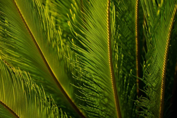 Textura de hoja tropical, follaje de palma naturaleza fondo verde. Hojas verdes patrón de follaje textura en una selva. — Foto de Stock