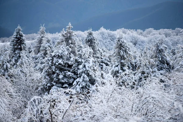 Krajobraz zimą. Ośnieżone drzewa w górach na zimowym krajobrazie. Zimowe tło lasu. — Zdjęcie stockowe