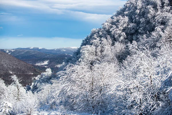 Biglietto di auguri natalizio. Paesaggio invernale con alberi ricoperti di neve hoarfrost. — Foto Stock