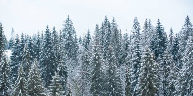 Kış, karların altında donmuş ağaçlarla. Büyülü kış ormanı. Güzel manzaralı doğal bir manzara. Kar altında kalan çam ağaçları, kış arkaplanı. Soğuk ve karlı kış dağları.