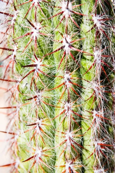 Cactus de cerca con clavos. Fondo de cactus, diseño de cactus o patrón de cactaceae. —  Fotos de Stock
