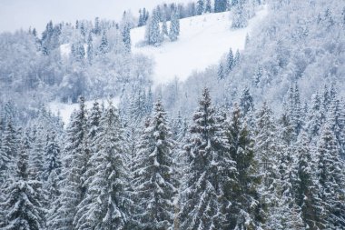 Kış, karların altında donmuş ağaçlarla. Büyülü kış ormanı. Güzel manzaralı doğal bir manzara. Kışın manzara. Ormanda dondurucu bir sabah.