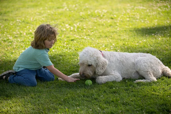 Divertido niño jugando con el perro en el parque. Perro jugar con pelota y niños en hierba al aire libre. —  Fotos de Stock