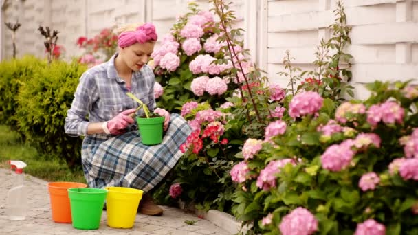 Жінка горщить гортензію. Усміхнена жінка копає і поливає квіти у своєму дворі. Поняття садівництва . — стокове відео