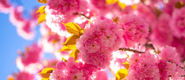 Spring banner, blossom background. Spring border background with pink blossom. Cherry blossom. Branch delicate spring flowers. Sacura cherry-tree. Sakura Festival. — Stockfoto