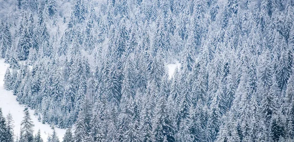 Paisaje invernal con árboles cubiertos de heladas nevadas. Invierno Navidad paisaje fondo con nieve. Año Nuevo banner fondo de pantalla. —  Fotos de Stock