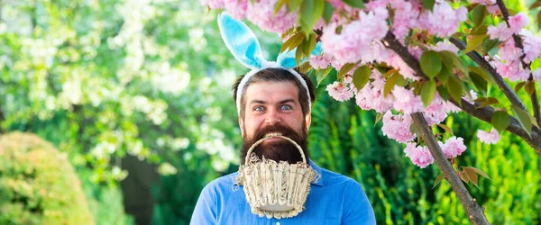 Funny Easter egg hunt. Humorous series of a man in bunny suit. Good for Easter or ironic situations. Banner. — Fotografia de Stock