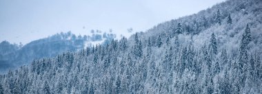 Kış manzarasında dağlarda çam ağaçları karla kaplıydı. Kış ormanı afişi. Kış Noel manzarasında kar var. Yeni Yıl duvar kağıdı.