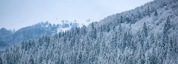 Pinos cubiertos de nieve en las montañas en el paisaje de invierno. Fondo del banner del bosque de invierno. Invierno Navidad paisaje fondo con nieve. Fondo de pantalla de Año Nuevo. —  Fotos de Stock
