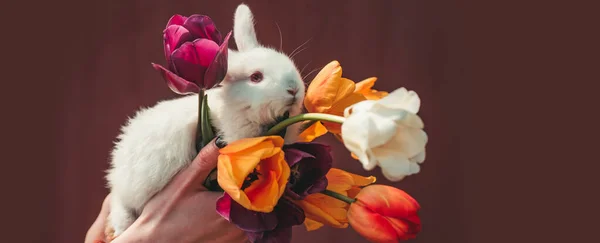 Easter banner with rabbit. Cute bunny. Easter bunny rabbit. Holding cute fluffy Bunny. Copy space. — Stock Photo, Image