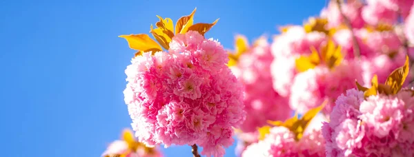 Spring banner, blossom background. Spring blossom background. Cherry blossom. Sakura Festival. Flowers in blooming with sunrise background. — Stock Photo, Image