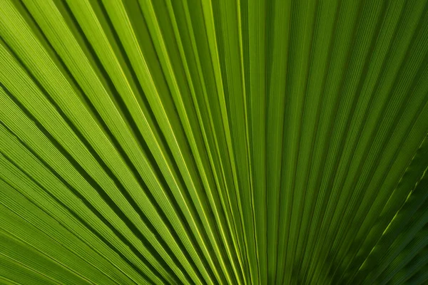 Tropical green background. Coconut palm trees green texture background. Tropical palm coconut trees on sky, nature background. — Fotografia de Stock