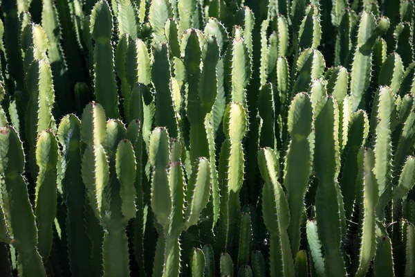 Тло кактуса, дизайн кактусів або візерунок кактусів . — стокове фото