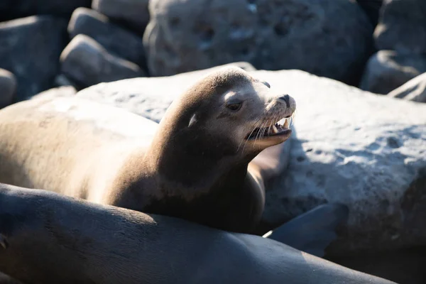 Leão marinho, colônia de focas de pele descansando na pedra. — Fotografia de Stock