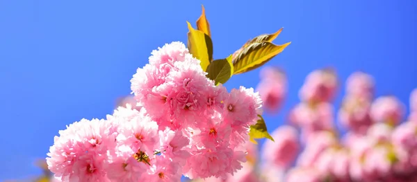 Ανοιξιάτικο πανό, φόντο. Φεστιβάλ Σακούρα. Άνθος κερασιάς. Σακούρα κερασιά. Ανοιξιάτικο μοτίβο λουλουδιών. Όμορφη floral άνοιξη αφηρημένο φόντο της φύσης. — Φωτογραφία Αρχείου