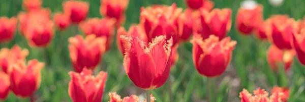 Spring banner, blossom background. Tulips field. Spring flowers tulips. — Foto Stock