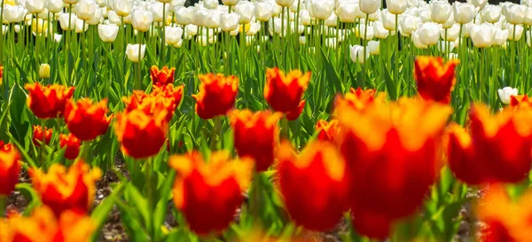 Spring banner, blossom background. Tulips field. Red Tulip flowers in spring blooming blossom scene. — Foto Stock