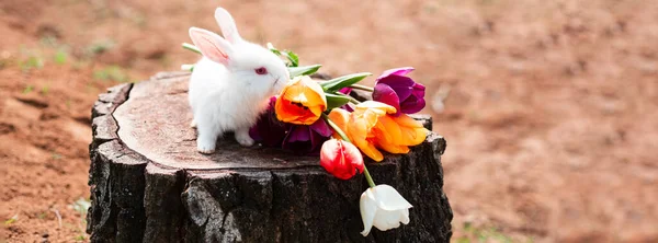 Easter banner with rabbit. Easter background with whiti cute rabbit. Little rabbit smelling a flower in the garden. Copy space. — Fotografia de Stock