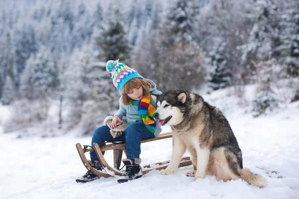 Winter knitted kids clothes. Boy sledding in a snowy forest with dog husky. Outdoor winter fun for Christmas vacation. — Stock Photo, Image