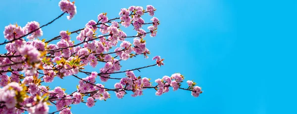 Spring banner, blossom background. Blossom tree sakura over blue sky background. Branches of blossoming sakura on sky background. Sakura Festival. — Zdjęcie stockowe