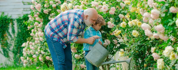 Grandfather and grandchild, spring banner. Happy gardeners with spring flowers. Family generation and relations concept. — Stock Photo, Image