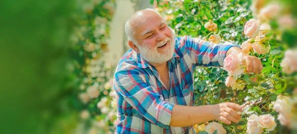 Bandeira de primavera de homem velho ao ar livre. Jardineiro sénior. Um avô está a trabalhar no parque das flores. Primavera e passatempos prediletos. — Fotografia de Stock