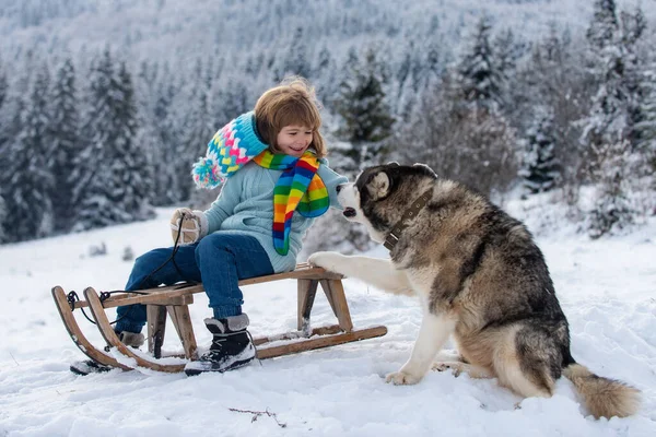 Winter knitted kids clothes. Boy with dog sledding in a snowy forest. Outdoor winter fun for Christmas vacation. — Fotografia de Stock