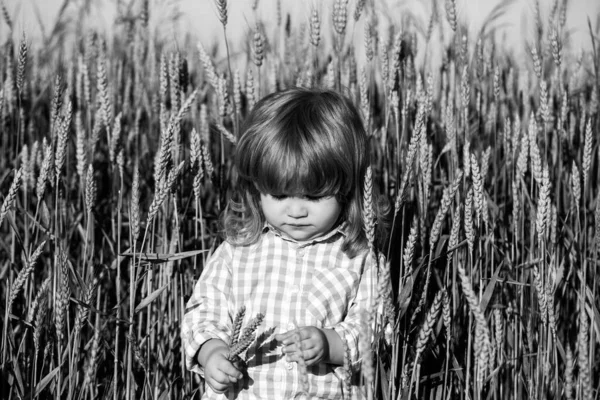 Portrait of a little baby boy in a wheat field outdoor in the farm. Little farmer. Child in autumn wheat field. — ストック写真