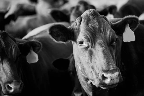 Close up cow face. Cattle farming, breeding, milk and meat production concept.