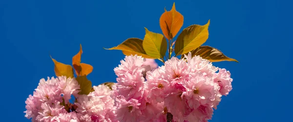 Bandiera di primavera, sfondo fiorito. Fioritura fiori di sakura vicino con cielo blu sullo sfondo della natura. Fiore di ciliegio. Sacura ciliegio. Sfondo con fiori in un giorno di primavera. — Foto Stock
