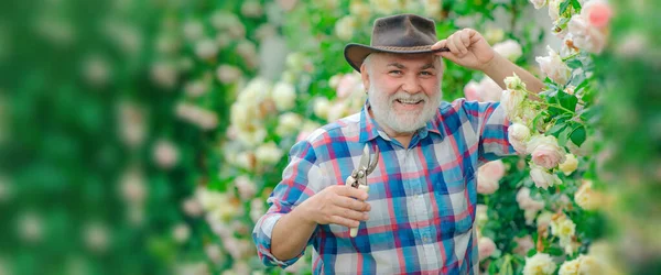 Spring banner of old man outdoor. Gardening hobby. Gardener cutting flowers in his garden. Flower care and watering. Bearded man farmer in the park with countryside background. — стоковое фото
