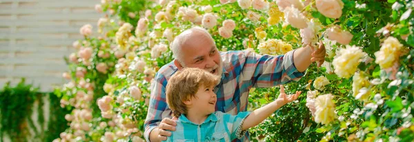 Homme âgé avec petit-fils jardinage dans le jardin. Petit garçon et père sur fond de roses. Grand-père et petit-enfant, bannière de printemps. — Photo