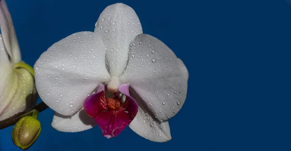 Wiosenny sztandar, kwiatowe tło. Phalaenopsis kwiatowa koncepcja uprawy. kwiat. Kwiaty dekoracyjne. — Zdjęcie stockowe